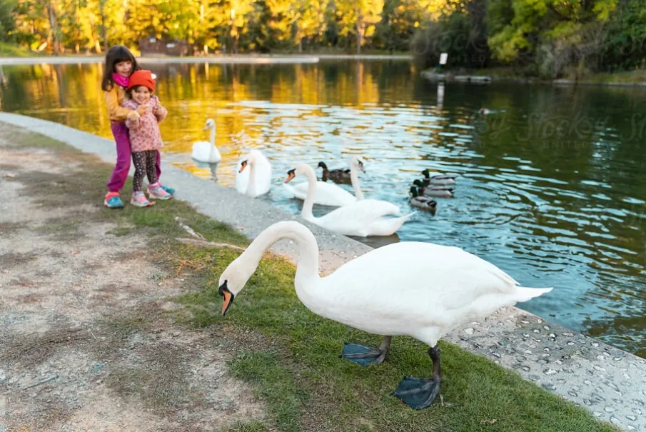 Two children by a pond observing swans swimming in the water.